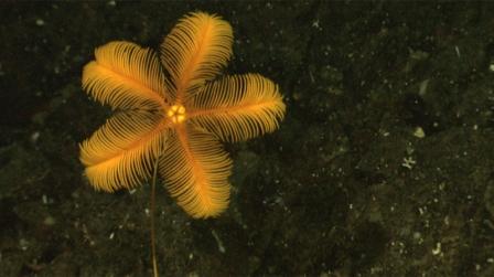 Picture 5 of Discovering many new creatures in the Indonesian sea