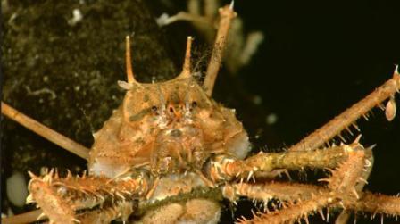 Picture 6 of Discovering many new creatures in the Indonesian sea