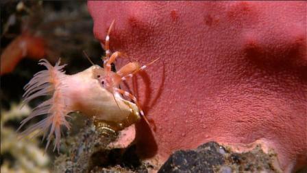 Picture 7 of Discovering many new creatures in the Indonesian sea