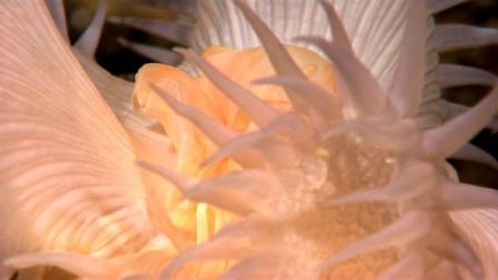 Picture 9 of Discovering many new creatures in the Indonesian sea
