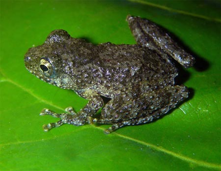 Picture 8 of Discovering many new species in Vietnam