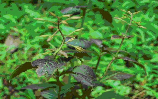 Picture 3 of Discovering many strange plants in Thanh Hoa