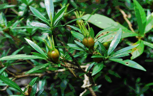 Picture 4 of Discovering many strange plants in Thanh Hoa