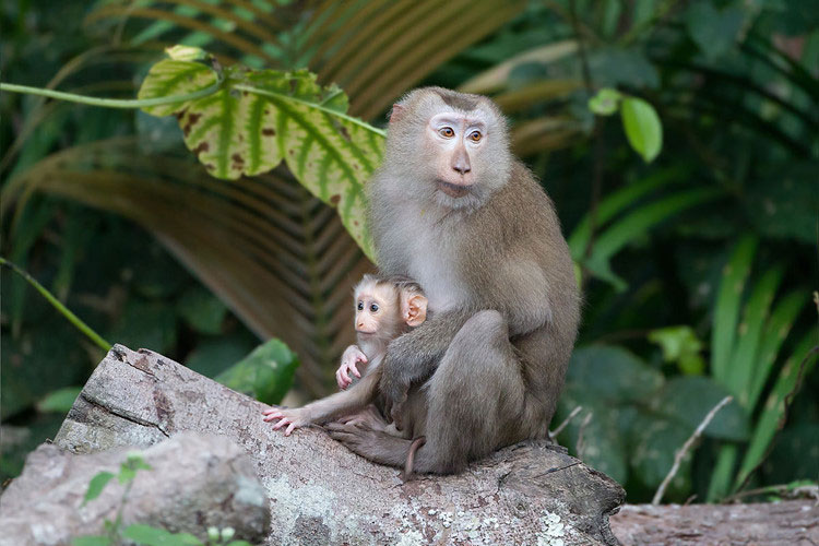 Picture 1 of Discovering monkeys with pig tails, extremely rare in Vietnam