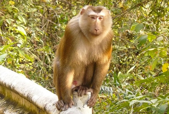 Picture 3 of Discovering monkeys with pig tails, extremely rare in Vietnam