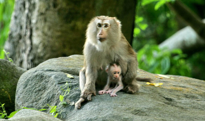 Picture 4 of Discovering monkeys with pig tails, extremely rare in Vietnam