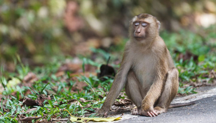 Picture 5 of Discovering monkeys with pig tails, extremely rare in Vietnam