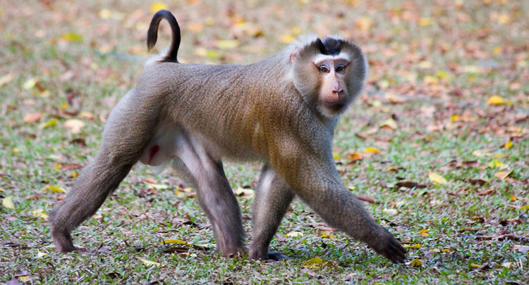 Picture 6 of Discovering monkeys with pig tails, extremely rare in Vietnam