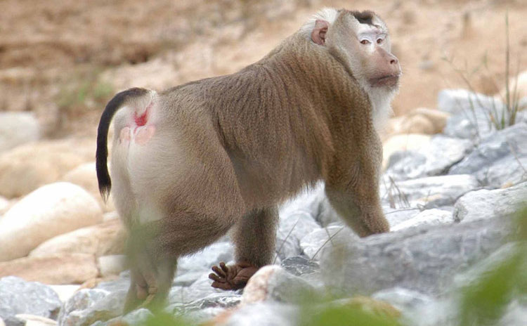 Picture 7 of Discovering monkeys with pig tails, extremely rare in Vietnam