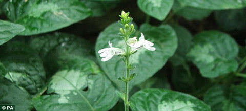 Picture 1 of Discovering more than 250 rare and precious plants