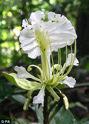 Picture 2 of Discovering more than 250 rare and precious plants