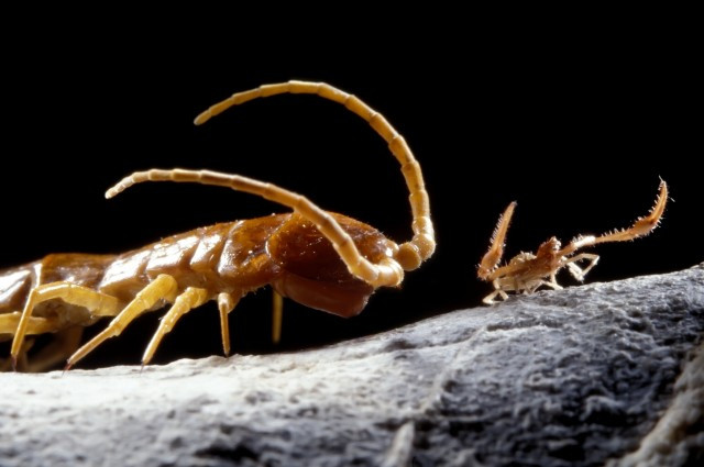 Picture 1 of Discovering mysterious caves after 5.5 million years, found dozens of new species of creatures