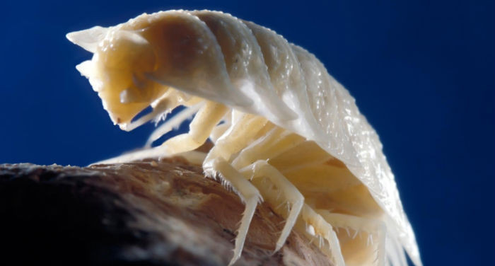 Picture 2 of Discovering mysterious caves after 5.5 million years, found dozens of new species of creatures