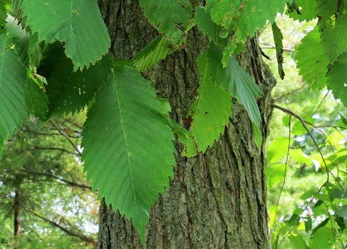Picture 1 of Discovering nearly 6,000-year-old leaves almost intact in the UK