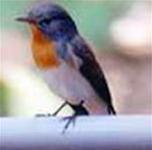 Picture 1 of Discovering new birds in Nepal