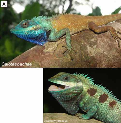 Picture 1 of Discovering new colorful lizards in Vietnam