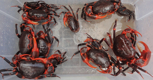 Picture 2 of Discovering new crab species in Binh Thuan