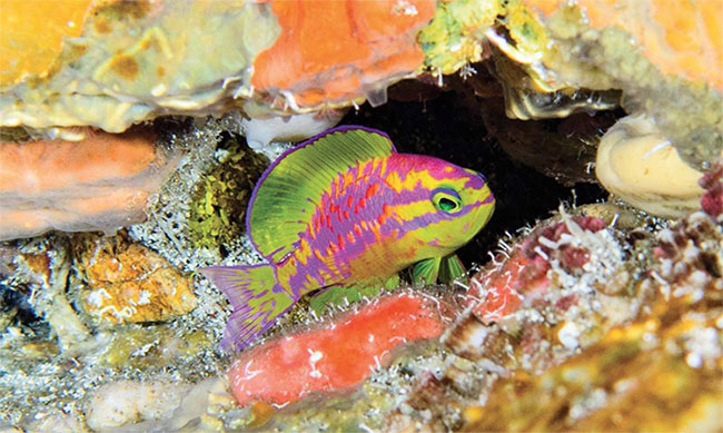 Picture 2 of Discovering new fish species in the Atlantic Ocean