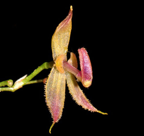 Discovering new orchids in Peruvian jungle