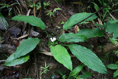 Picture 1 of Discovering new plant species in Binh Phuoc