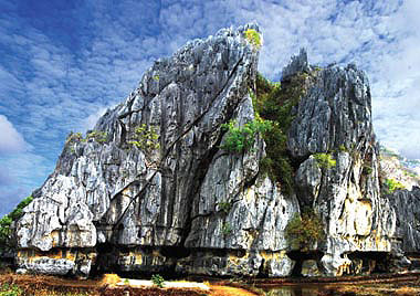 Picture 1 of Discovering new plant species in Kien Giang