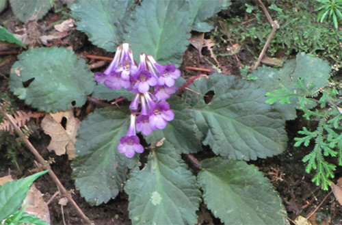 Picture 1 of Discovering new plants in Cao Bang
