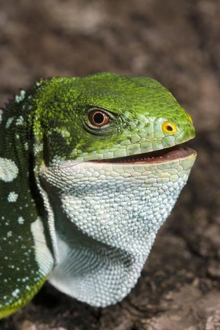 Picture 1 of Discovering new salamanders in Fiji