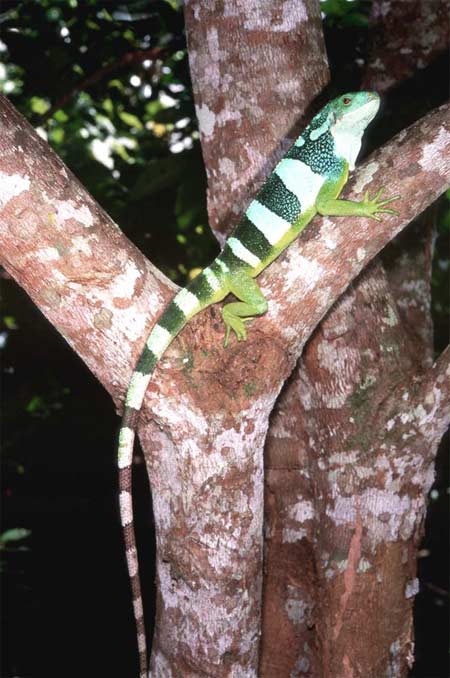 Picture 3 of Discovering new salamanders in Fiji