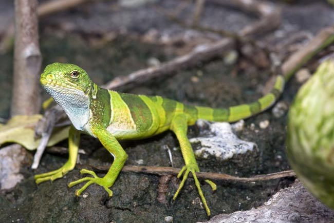 Picture 4 of Discovering new salamanders in Fiji