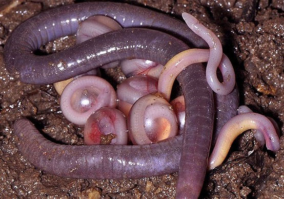 Picture 1 of Discovering new worm family 'dwelling families' in India