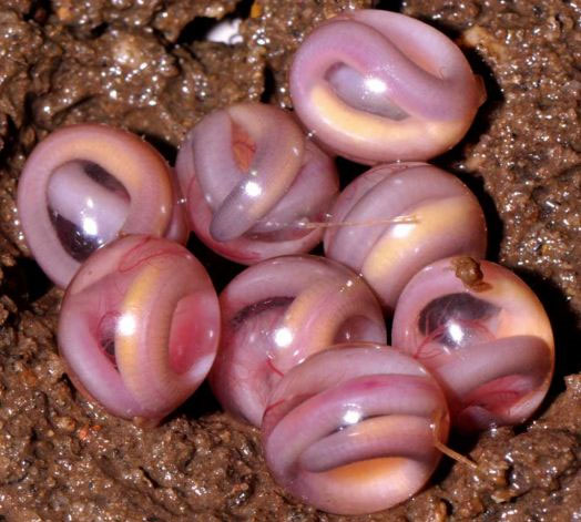 Picture 2 of Discovering new worm family 'dwelling families' in India