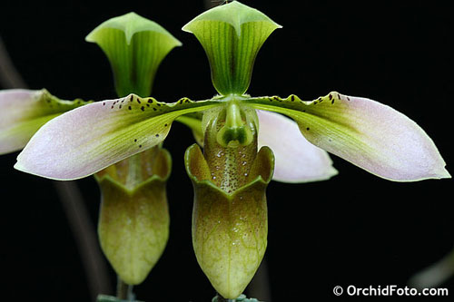 Picture 1 of Discovering rare and precious orchids named in the red book