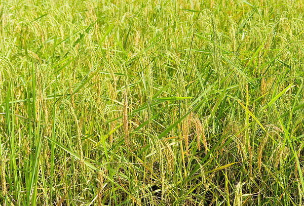 Picture 1 of Discovering rice varieties that are 'resistant' to climate change