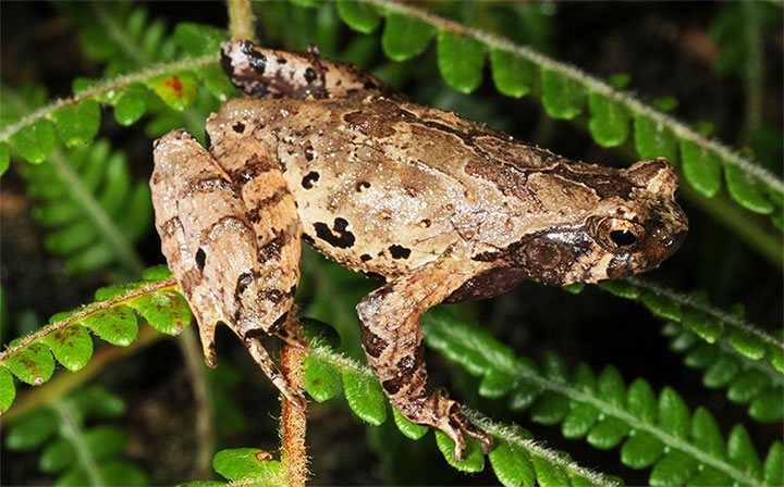 Picture 1 of Discovering species of