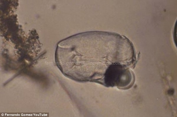 Picture 2 of Discovering strange creatures without brains, one eye can eat meat