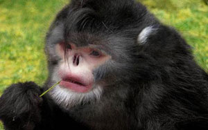 Picture 1 of Discovering the monkey species in the rain is sneezing