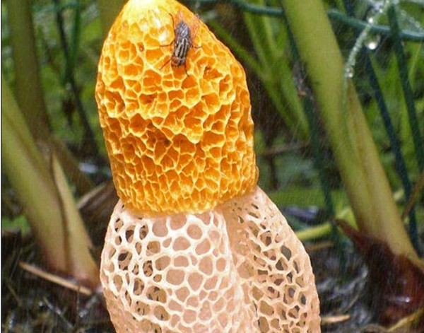 Picture 1 of Discovering the type of sniffing fungus can reach orgasm