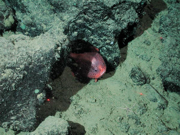Picture 4 of Discovering walking fish
