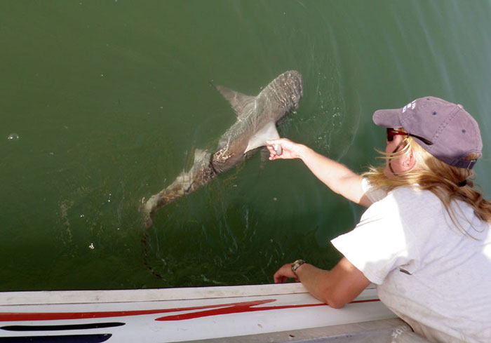 Picture 1 of Discovery of a shark's paradise