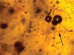 Picture 1 of Discovery of prehistoric spider nets
