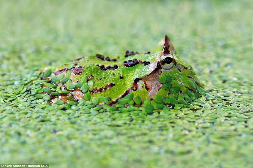 Picture 11 of Disguised geniuses of the animal world