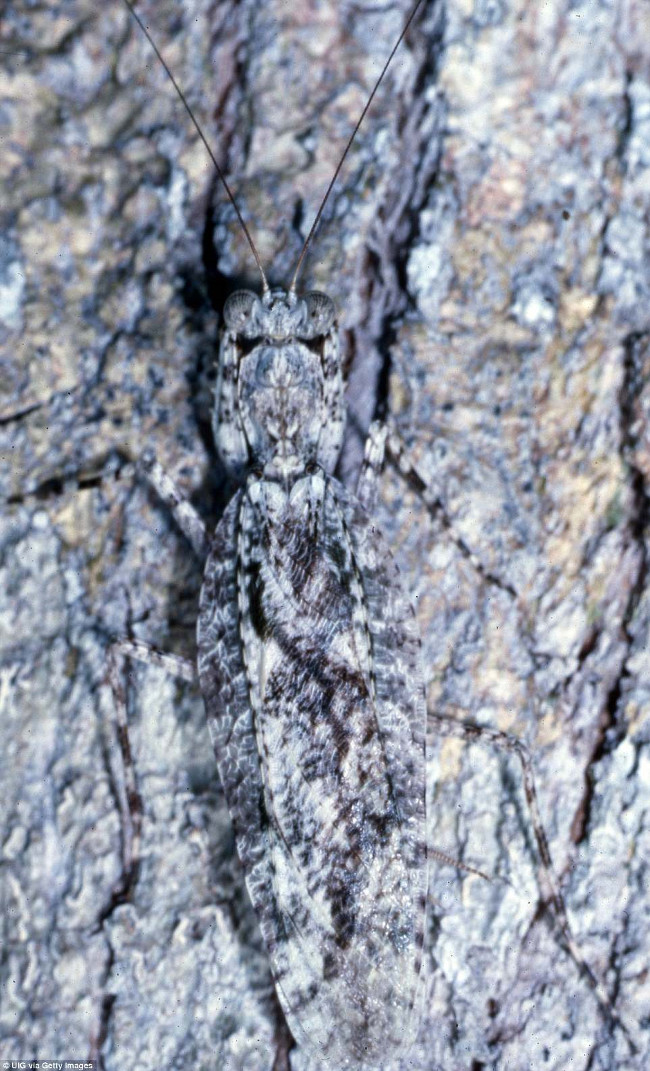 Picture 12 of Disguised geniuses of the animal world