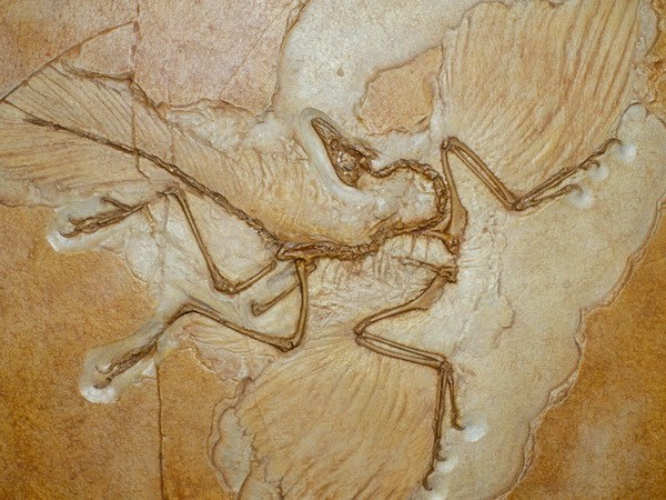 Picture 1 of Displaying the oldest fossil samples in history in Brazil