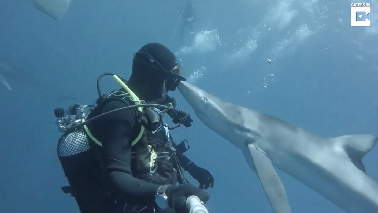 Picture 1 of Diver jumps when he gets sharks