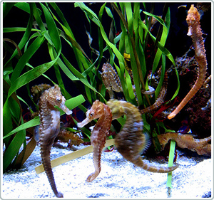 Picture 1 of Diverse sounds of fish species