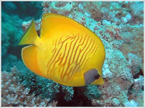Picture 2 of Diverse sounds of fish species