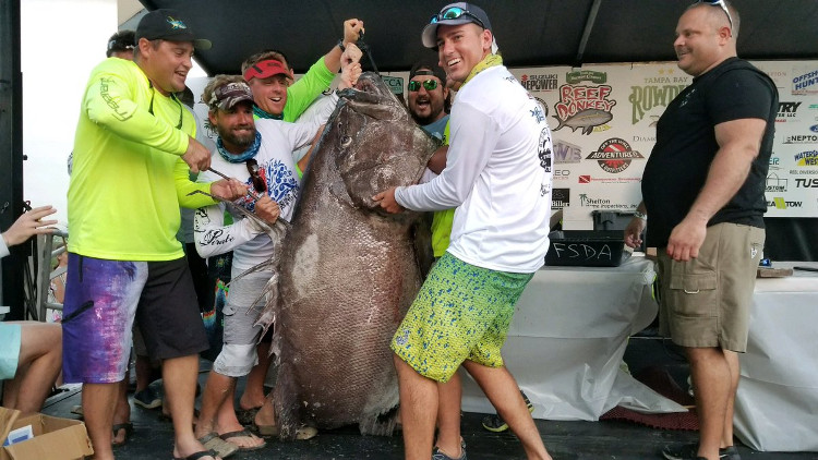 Picture 4 of Diving, catching giant grouper twice as big