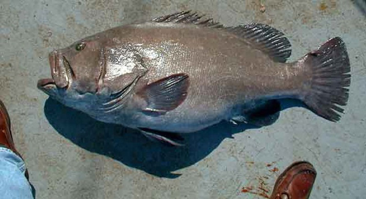 Picture 5 of Diving, catching giant grouper twice as big