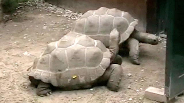 Picture 1 of Divorce after 115 years of marriage