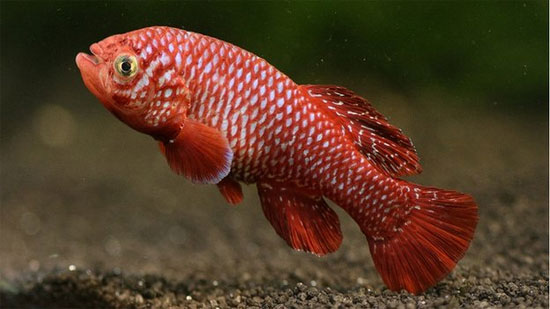Picture 1 of Dizzy growth like African fish